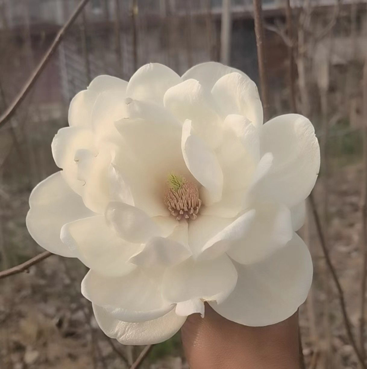 玉灯玉兰树苗红玉兰花苗紫玉兰黄玉兰白玉兰树苗盆栽植物庭院