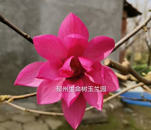 玉兰苗娇红牡丹玉兰二十瓣左右盆栽庭院绿化工程行道树红玉兰