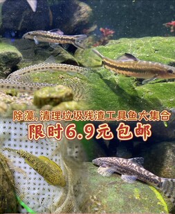 原生美丽小条鳅中华花楸冷水清道夫双盘吸鳅琵琶鱼除藻能手底层鱼