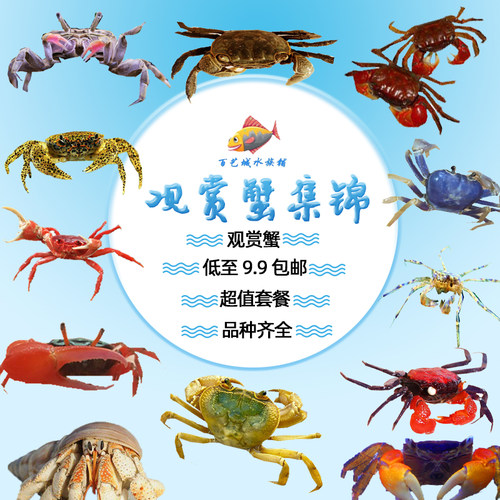 观赏蟹 深水淡水迷你蟹相守豹点蝴蝶恶魔寄居蟹蜘蛛蟹印支蟹勾手