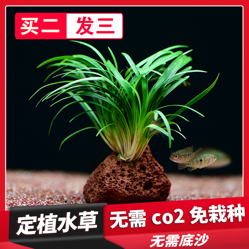 鱼缸造景水草懒人新手入门定植中后景皇冠水榕活体有茎类淡水植物