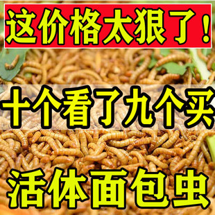 金龙 鹦鹉鱼 乌龟 黄粉虫活虫 鱼画眉鸟石蛙饲料 面包虫 包邮 活体