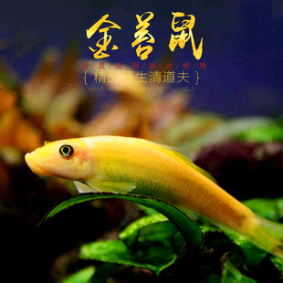 金苔鼠除藻清缸工具鱼吃青苔花斑金台鼠青苔鼠清洁底栖活体清道夫