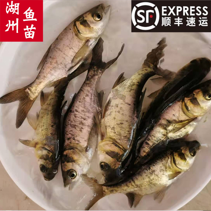 淡水鱼苗花鲢鱼包头鱼白鲢鱼大头鱼苗胖头淡水稻田鳙鱼鱼苗
