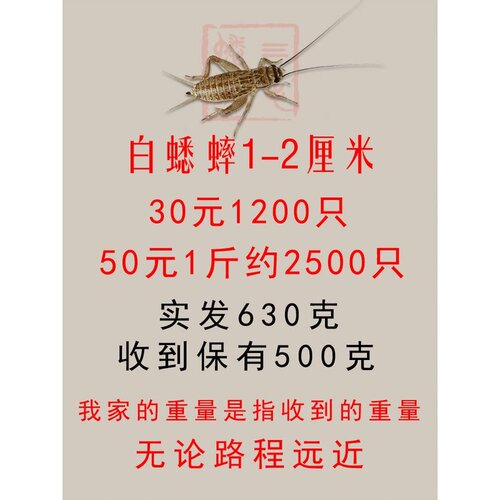 蛐蛐蟋蟀活体饲料1-2厘米50元1斤25元500只38元1000只白蟋蟀活物