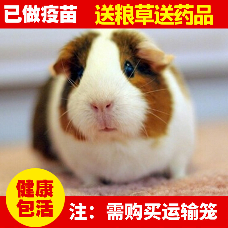 自家繁殖宠物荷兰猪活体宝宝豚鼠活体天竺鼠家养健康包活包邮在类目 宠物/宠物食品及用品, 仓鼠类及其它小宠, 豚鼠中 - 来自Buy2taobao.com提供专业的淘宝代购服务