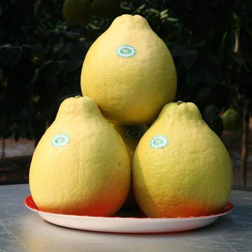 梅县松口老树沙田柚新鲜水果