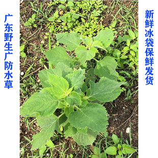 新鲜现采 广防风草 落马衣草 广东防风草 新鲜中草药 500g包邮