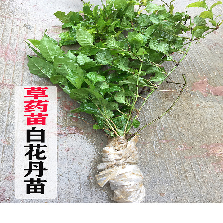 现采现挖 白花丹苗 百花丹药苗千槟榔 整棵药苗中草药中药材