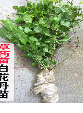 现采现挖 白花丹苗 百花丹药苗千槟榔 整棵药苗中草药中药材