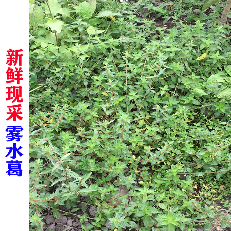 新鲜现采 雾水葛 糯米藤 拔脓膏 地清 散脓见 中草药500g包邮