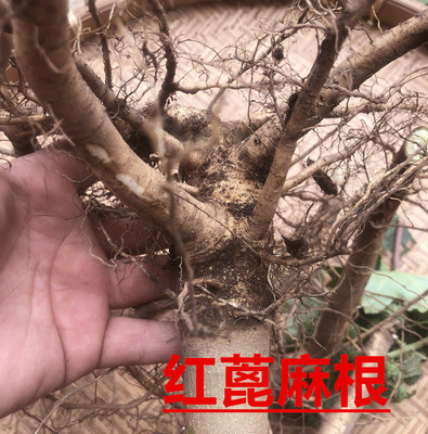 干品红梗蓖麻根红蓖麻根