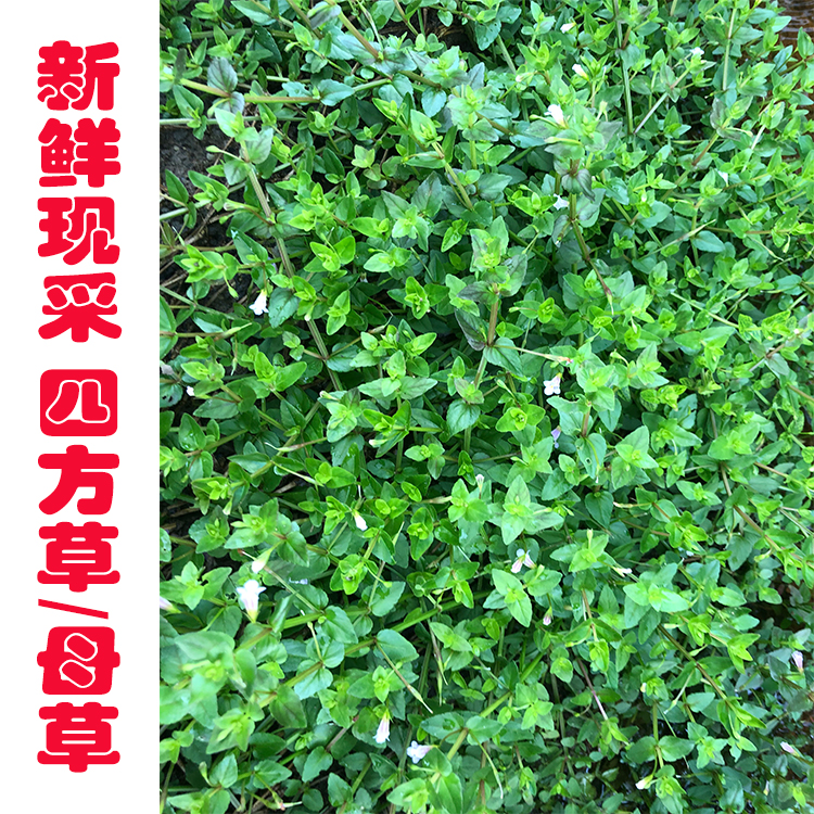 新鲜现采 蛇通管 铺地莲 齿叶母草 四方拳草 四方草500g包邮