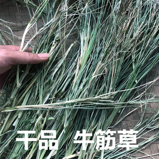 牛筋草中药材 牛根草牛顿草蟋蟀草牛津草千斤拔野生千金草中草药