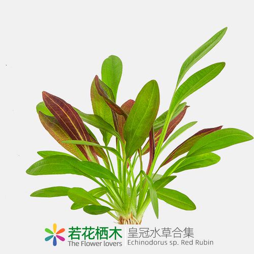 若花栖木红皇冠红色好养