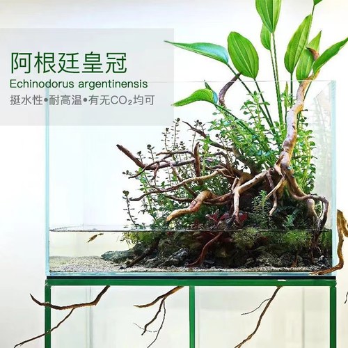 阿根廷水草稀有若花栖木