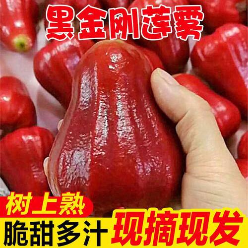 海南三亚当季正宗黑金刚莲雾新鲜现摘热带水果一整箱雾莲果仙女果