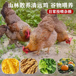 正宗清远麻鸡土鸡农家散养黄油老母鸡走地鸡整只新鲜现杀椰子鸡项