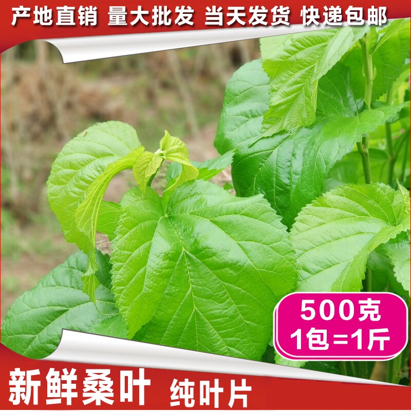 新鲜桑叶包邮蚕宝宝桑树叶小蚕大蚕桑叶当天现摘小蚕特嫩叶蚕饲料