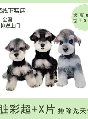 雪纳瑞幼犬不卖米奇耳