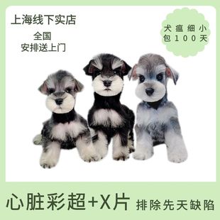 纯种迷你雪纳瑞幼犬活体椒盐黑银纯白雪纳瑞狗小体双血统宠物狗