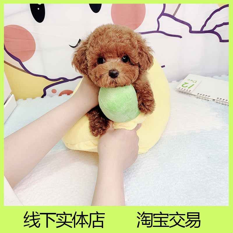 纯种茶杯犬小体泰迪幼犬贵宾犬宠物小狗狗俊介博美活体小型犬训练