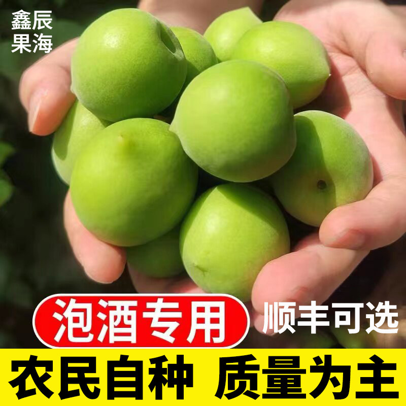 诏安农民手摘果青梅鲜果新鲜现摘孕妇水果泡酒专用酵素腌制鲜梅子