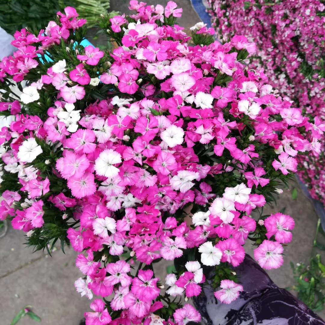 两件顺丰青梅相思梅鲜花云南基地直发办公家用插花常用配花花期长