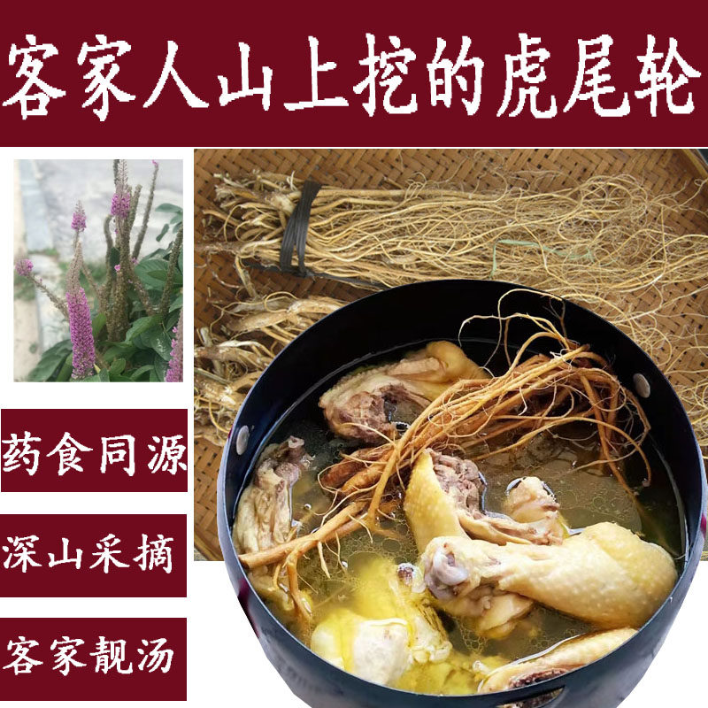 客家土楼特产野生汤料虎尾轮福建石参根老虎尾巴食材山上挖无硫
