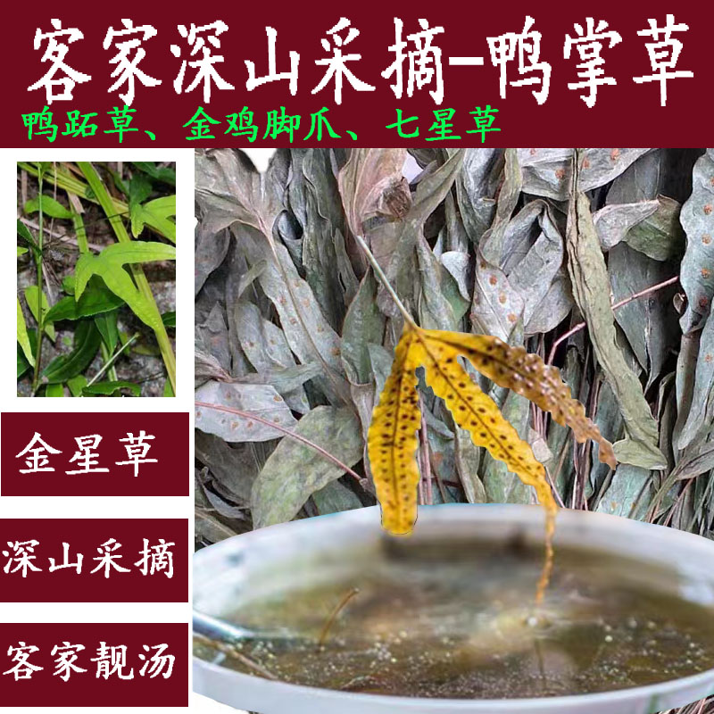 龙岩客家炖汤野生采摘鸭掌草金星草七星草金鸡脚爪 煲汤煮水250克