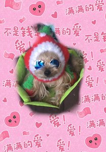 宠物小眼镜 圆形宠物墨镜金属镜框宠物墨镜小猫小狗潮流装饰眼镜