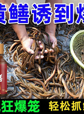 诱黄鳝神器【鳝爆笼】黄鳝诱食剂户外诱鳝鱼饵料野生鳝王爆笼药水