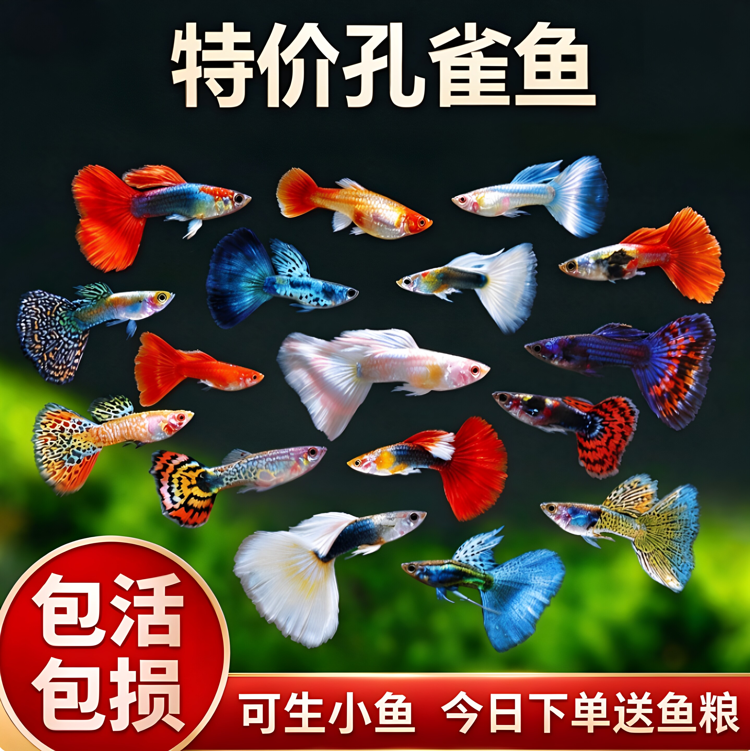 胎生好繁殖，轻松爆缸