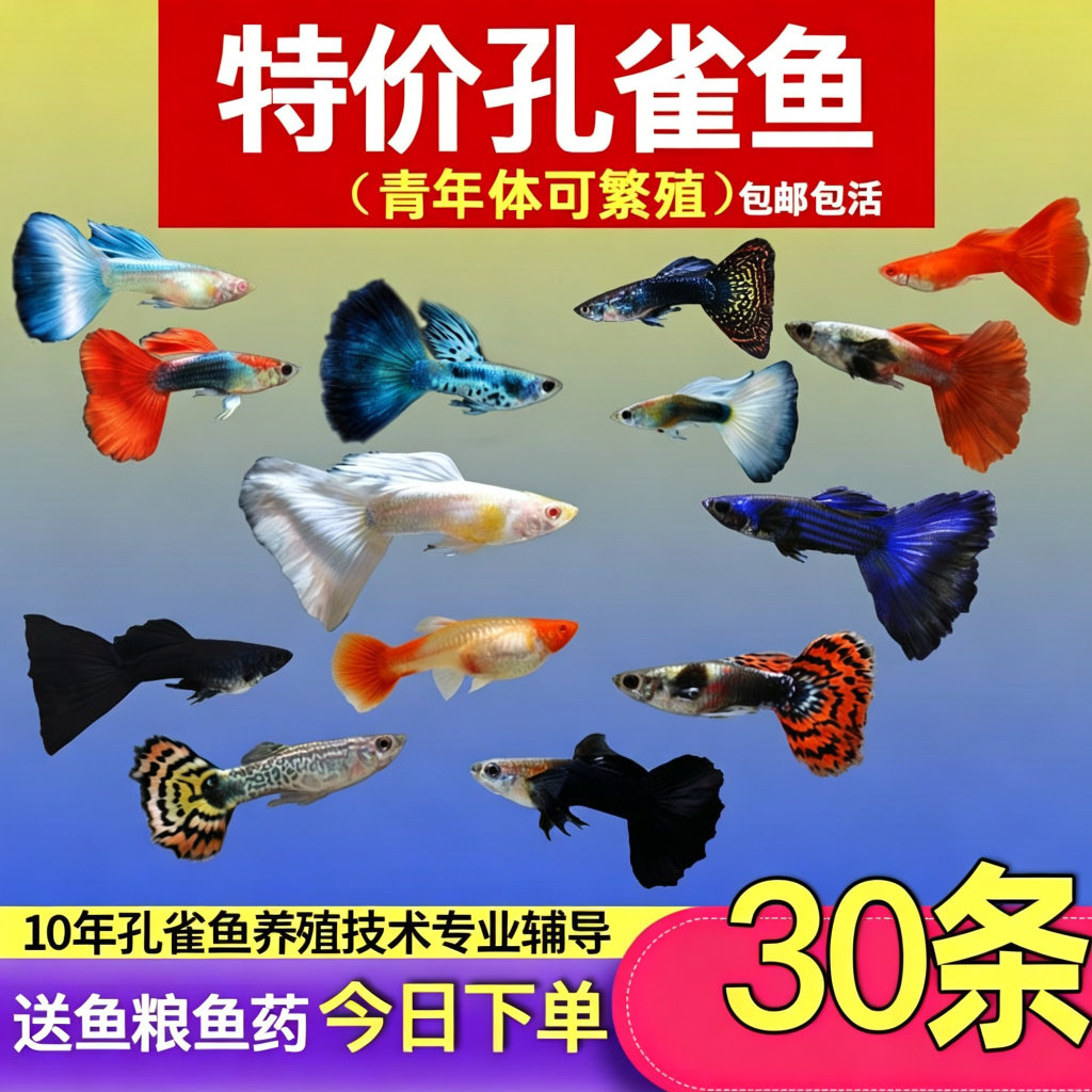 胎生好繁殖,轻松爆缸