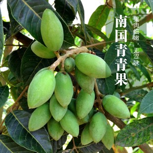 2025年福建现摘百年老树青橄榄生吃清脆回甘好新鲜水果顺丰 包邮
