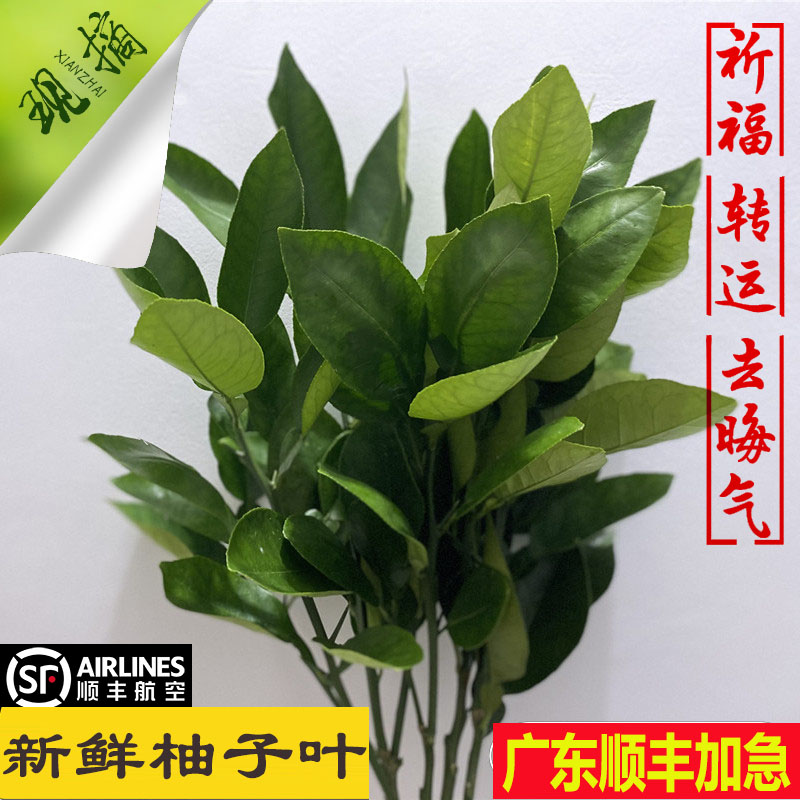 广东加急新鲜柚子叶现摘顺丰包邮