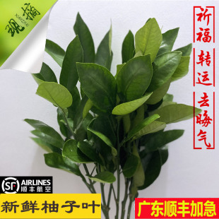 新鲜柚子叶顺丰包邮柚叶祈福开运去晦气梅州青团碌柚带枝叶子树叶