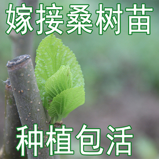 养蚕宝宝桑树苗专用小桑树包邮桑葚苗果桑树桑苗 桑椹树可盆栽地