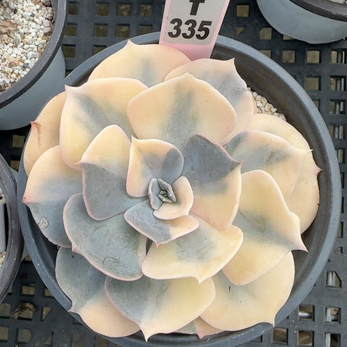 双子座锦f335满十八包邮