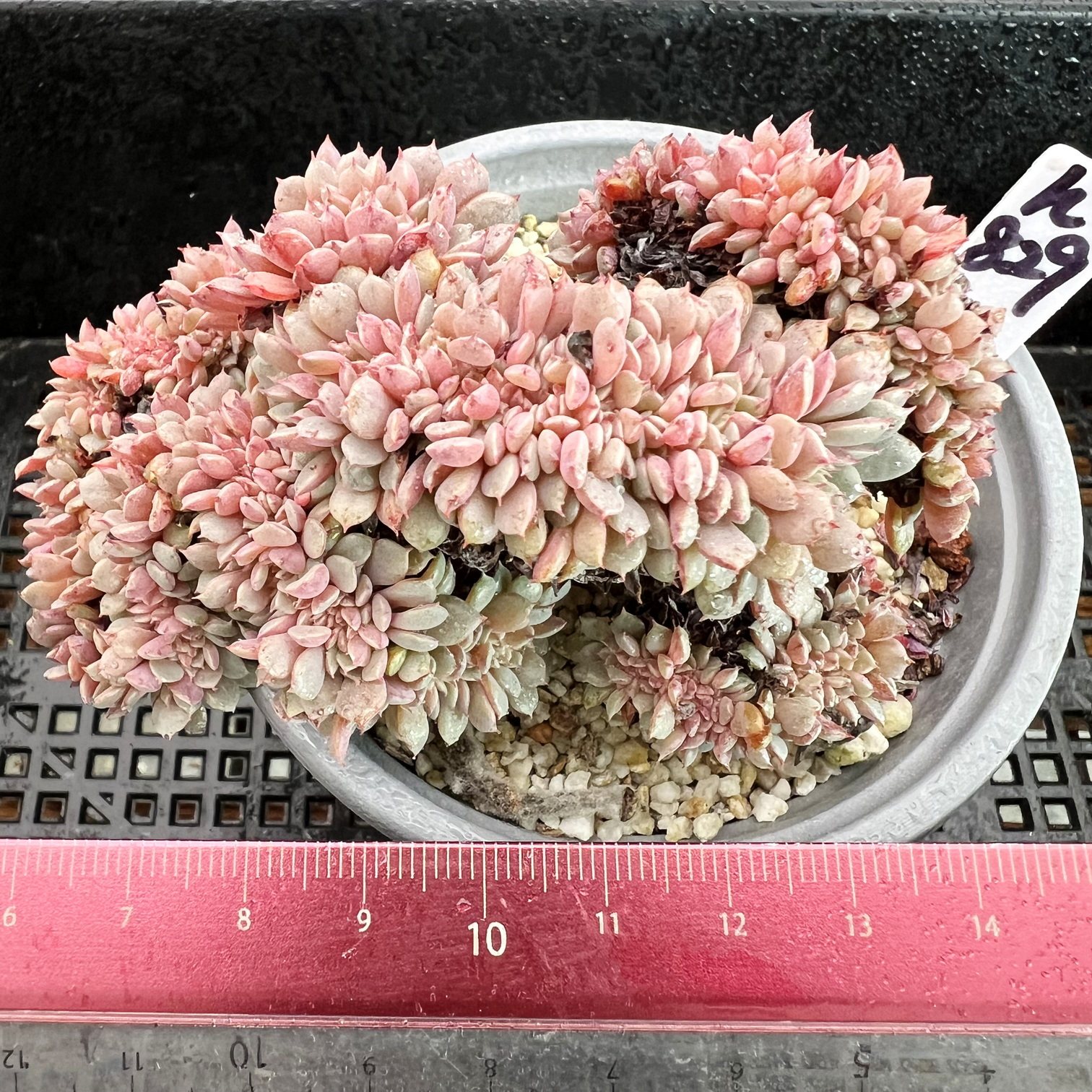 纸风车缀化 多肉植物 可爱多肉  有根 一物一拍 肉肉 孤品特选