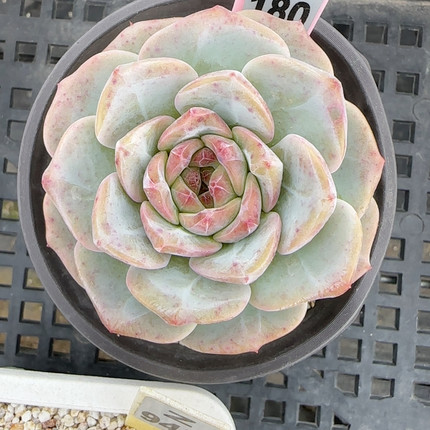 冰晶玫瑰z180满十八包邮