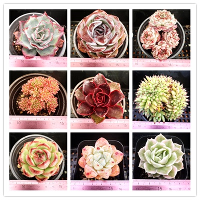 多肉植物组合室内小盆栽