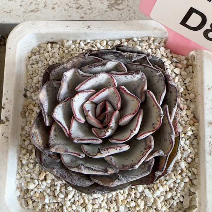 剑司诺娃D8孤品,鲜花速递/花卉仿真/绿植园艺,多肉植物,淘宝优惠券,粉丝福利购,淘宝优惠卷