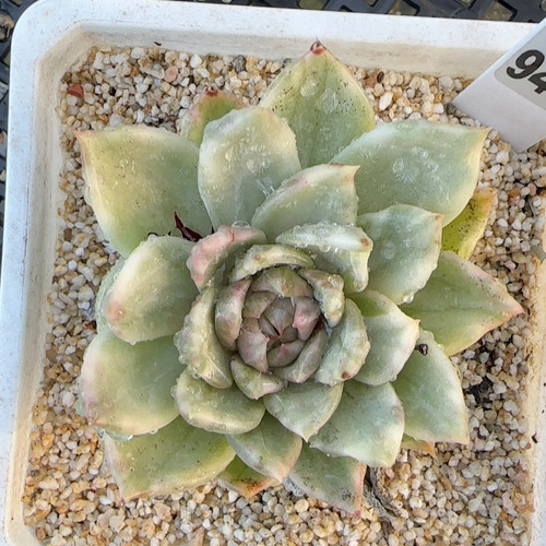 紫水晶拉丝锦f943满十八包邮