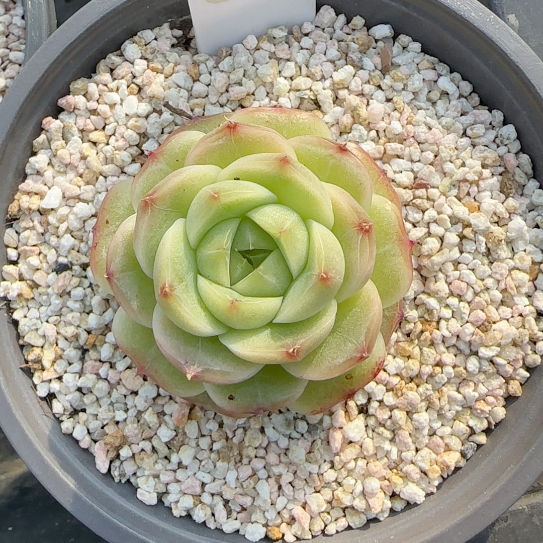 翡翠熊猫t418,鲜花速递/花卉仿真/绿植园艺,多肉植物,淘宝优惠券,粉丝福利购,淘宝优惠卷