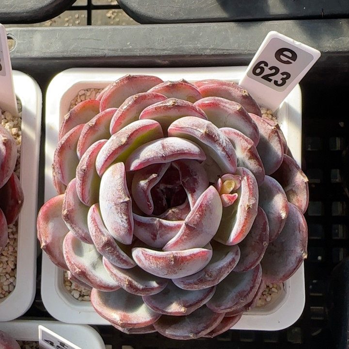 黑橙e623,鲜花速递/花卉仿真/绿植园艺,多肉植物,淘宝优惠券,粉丝福利购,淘宝优惠卷