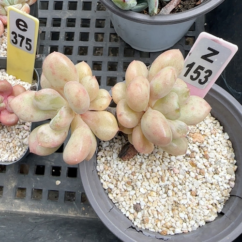 比尔盖茨z153满十八包邮