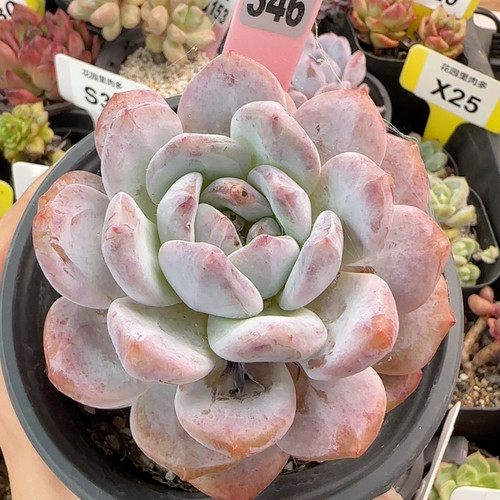 橙梦露f346满十八包邮