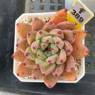 魔铃f389