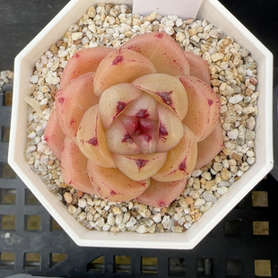 m100孤品多肉f512